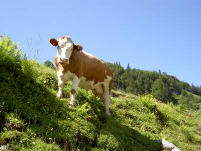 almwiese_ellmau_wandergebiet.JPG